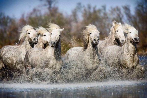 white-camargue-horses-of-southern-france-600x400.jpg